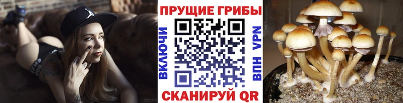 купить наркоту  Ейск  Галлюциногенные грибы GOLDEN TEACHER 